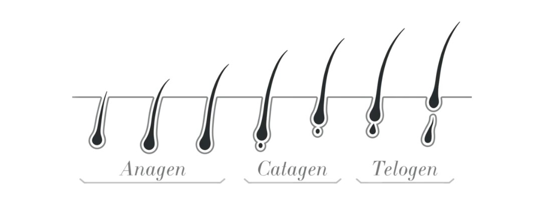 Stages of the Eyelash Growth Cycle