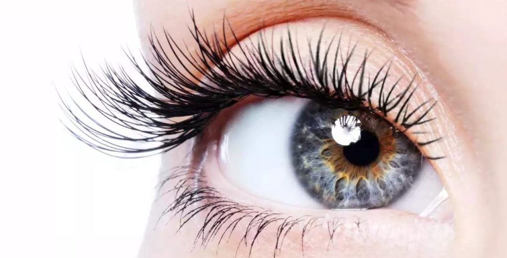 The human eyelash lifespan