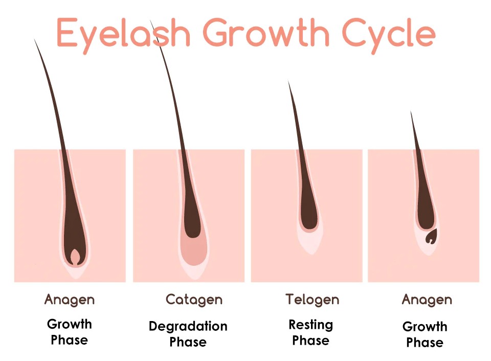 eyelash cycle