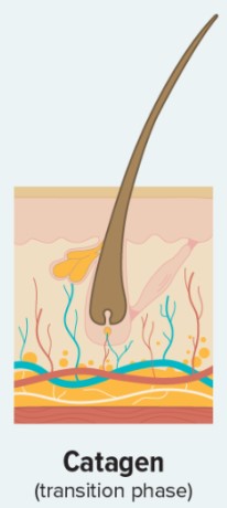 Catagen Transition Phase