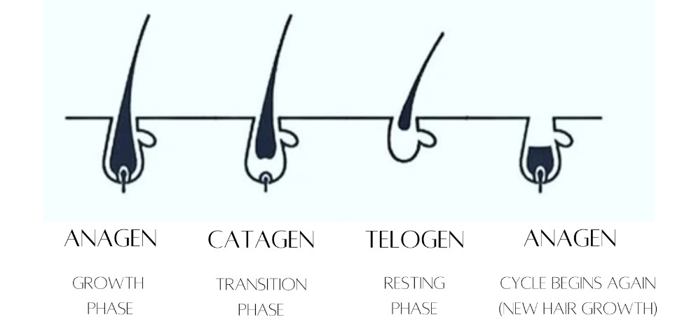 Eyelash growth cycle