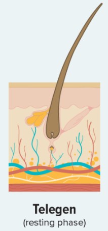 Telogen Resting & Shedding Phase